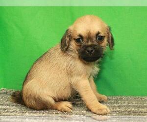 Pug-A-Poo Puppy for sale in SHAWNEE, OK, USA