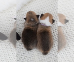 Small Photo #103 Pembroke Welsh Corgi Puppy For Sale in SOULSBYVILLE, CA, USA