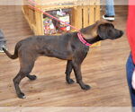 Small #1 Chocolate Labrador retriever-Labrador Retriever Mix