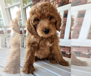 Goldendoodle Puppy for sale in CHARLESTON, SC, USA