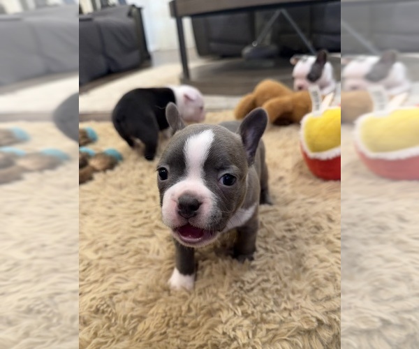 Medium Photo #8 Boston Terrier Puppy For Sale in FREDONIA, KS, USA
