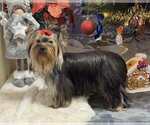 Small #3 Yorkshire Terrier