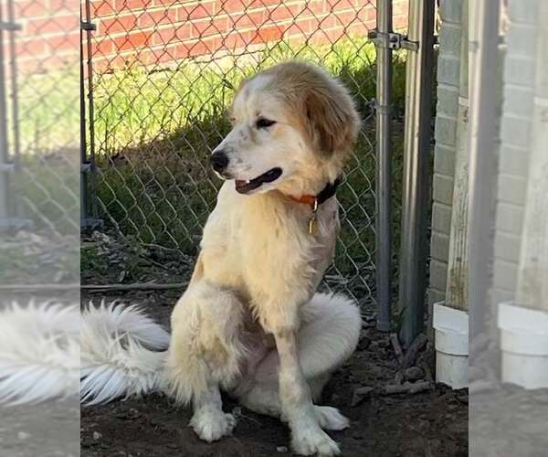 Medium Photo #6 Great Pyrenees-Unknown Mix Puppy For Sale in Dallas, TX, USA