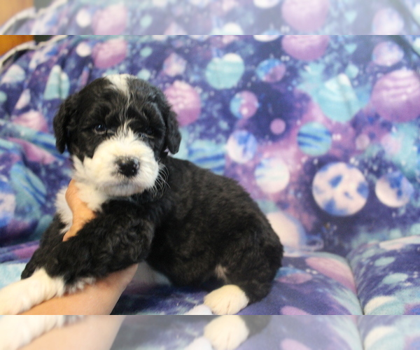 Medium Photo #8 Bernedoodle Puppy For Sale in JOICE, IA, USA