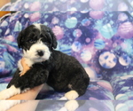 Small Photo #8 Bernedoodle Puppy For Sale in JOICE, IA, USA
