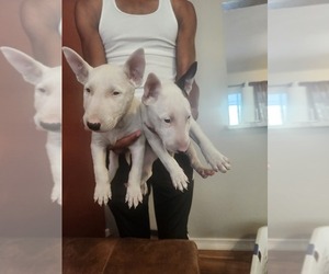 Bull Terrier Puppy for sale in FLORISSANT, MO, USA