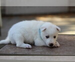 Small Photo #2 Siberian Husky Puppy For Sale in TRACY, CA, USA