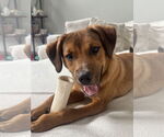Small Photo #4 Labrador Retriever-Unknown Mix Puppy For Sale in Plainfield, IL, USA