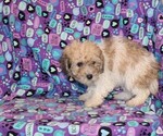 Small Photo #4 Zuchon Puppy For Sale in BLOOMINGTON, IN, USA