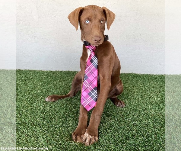 Medium Photo #6 Chocolate Labrador retriever-Unknown Mix Puppy For Sale in San Diego, CA, USA