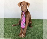 Small #5 Chocolate Labrador retriever Mix
