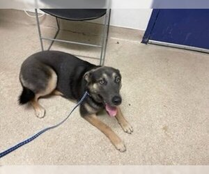 German Shepherd Dog-Unknown Mix Dogs for adoption in Bakersfield, CA, USA