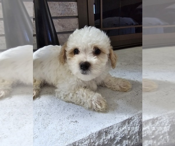 Medium Photo #6 Shih Tzu Puppy For Sale in ELMHURST, IL, USA