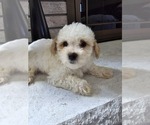 Small Photo #6 Shih Tzu Puppy For Sale in ELMHURST, IL, USA