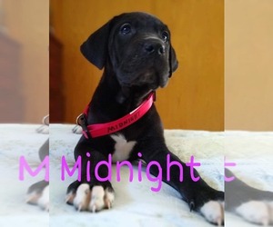 Great Dane Puppy for sale in YELLVILLE, AR, USA