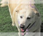 Small Photo #4 Labrador Retriever-Retriever  Mix Puppy For Sale in Godley, TX, USA