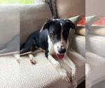 Small #2 Mutt
