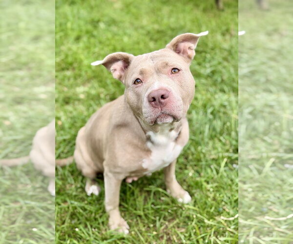 Medium Photo #1 Mutt Puppy For Sale in Manahawkin, NJ, USA
