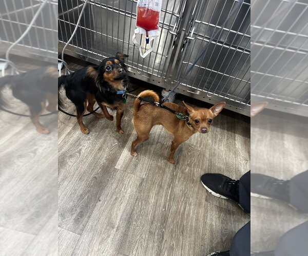 Medium Photo #4 Chihuahua-Unknown Mix Puppy For Sale in Brewster, NY, USA