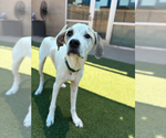 Small #2 Great Dane Mix