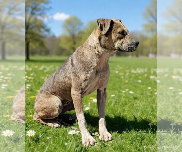 Medium Photo #2 Mutt Puppy For Sale in Talladega, AL, USA