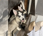 Small Photo #3 Siberian Husky Puppy For Sale in GIRARD, OH, USA