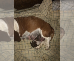 Mother of the Basset Hound puppies born on 08/17/2019