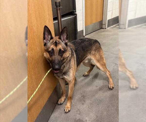 Medium Photo #1 German Shepherd Dog Puppy For Sale in Forestville, MD, USA