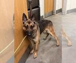Small German Shepherd Dog