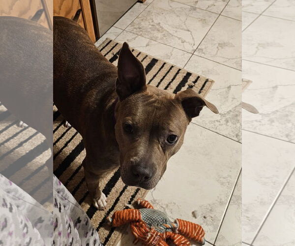 Medium Photo #8 American Pit Bull Terrier-Unknown Mix Puppy For Sale in Crete, IL, USA