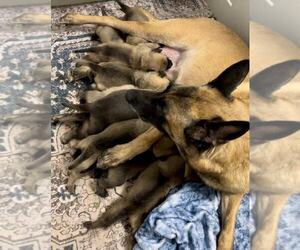 Belgian Malinois Litter for sale in S CHARLESTON, WV, USA
