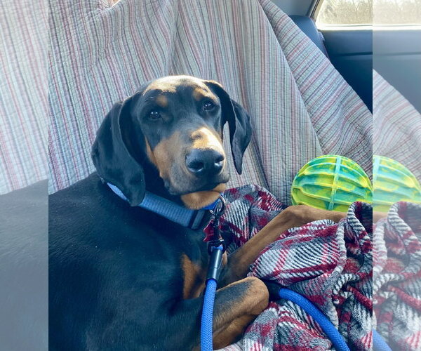 Medium Photo #1 Doberman Pinscher Puppy For Sale in Minneaoplis, MN, USA