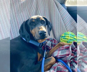 Doberman Pinscher Dogs for adoption in Minneaoplis, MN, USA