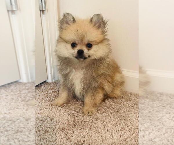Medium Photo #8 Pomeranian Puppy For Sale in OAKWOOD, GA, USA