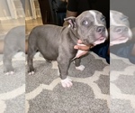 Small Photo #10 American Bully Puppy For Sale in DRY FORK, VA, USA