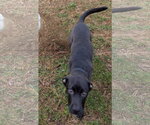 Small #8 American Pit Bull Terrier-German Shepherd Dog Mix