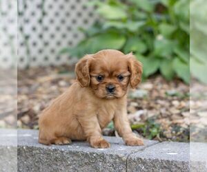 Cavalier King Charles Spaniel Puppy for Sale in NARVON, Pennsylvania USA
