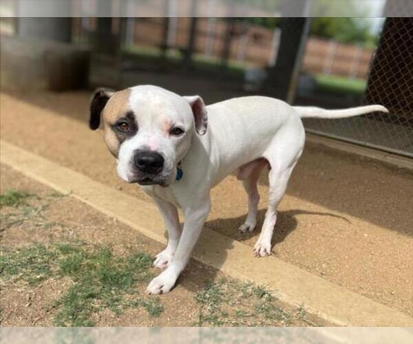Medium Photo #2 American Pit Bull Terrier-Unknown Mix Puppy For Sale in Plano, TX, USA