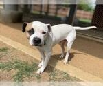 Small #1 American Pit Bull Terrier Mix
