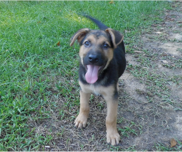 Medium Photo #13 Shepweiller Puppy For Sale in MC INTYRE, GA, USA