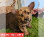 Puppy Ole Carkie