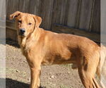 Small #4 Labrador Retriever Mix