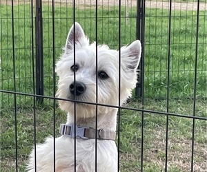 Father of the West Highland White Terrier puppies born on 04/19/2025