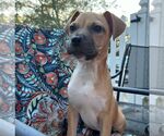 Small #6 Black Mouth Cur Mix