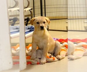 Labrador Retriever-Unknown Mix Dogs for adoption in Holly Springs, NC, USA