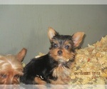 Small Photo #11 Yorkshire Terrier Puppy For Sale in CARROLLTON, GA, USA