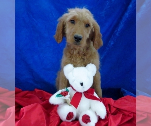 Medium Photo #6 Goldendoodle Puppy For Sale in NORWOOD, MO, USA