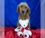 Small Photo #6 Goldendoodle Puppy For Sale in NORWOOD, MO, USA