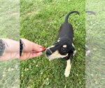 Small #3 Mutt