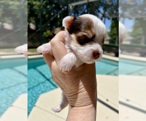 Yorkshire Terrier Puppy for sale in EUSTIS, FL, USA